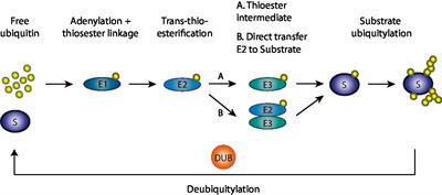 Mitofusins: Disease Gatekeepers and Hubs in Mitochondrial Quality Control by E3 Ligases